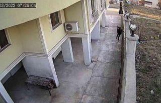 Okula giden kız çocuğu köpeklerin saldırısından...