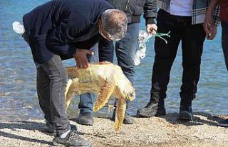 Ölü caretta caretayı görenler şoke oldu