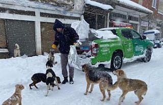 Ordu’da sokak hayvanlarını besleme seferberliği