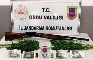 Ordu’da uyuşturucu mücadelesi sürüyor