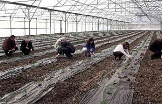 Örtü altı domates fideleri toprakla buluştu