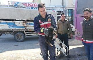 Otobüsün altına giren kediyi itfaiye ekipleri kurtardı