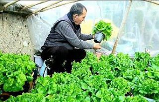 (ÖZEL) Bu da ’Bitmeyen marul’ projesi