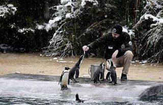 (Özel) Bursa’da kar altında penguenlerin beslenme...