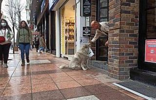(ÖZEL) Eskişehir’in sevimli, tembel ve tombul...