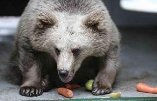(Özel) O yavru 6 ay sonra gözlerini açtı