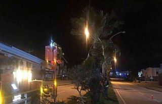 Palmiyeler için gece mesaisi