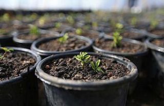 Pamukkale güzelliğini kendi ürettiği bitkilerden...