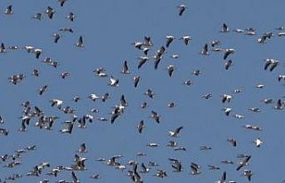 Pelikanların göçü görsel şölen oluşturdu