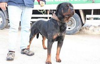 Sahibi tekmeleyip, şiddet uygulamıştı yeni yuvasında