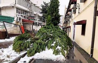 Samsun’da kar nedeniyle ağaç yıkıldı