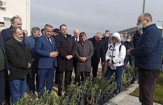 Samsun’da zeytin yetiştiriciliği artırılıyor