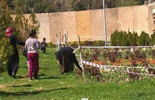 Şanlıurfa’da laleleri koparan kadın kameralara...