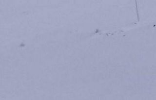 Sarıkamış’ta aç kalan domuz sürüsü köye...