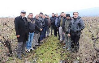 Sattıkları üzümün parasını 7 aydır alamadılar