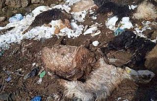 Siirt’te hayvanları telef olan besici yardım bekliyor