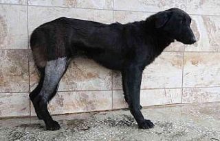 Silahla vurularak yaralanan köpek Patilik’te iyileşti