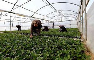 Silifkeli kadınların saksıda ürettikleri çilek...