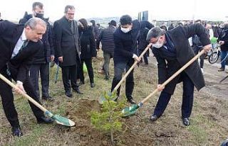 Sinop’ta 400 fidan toprakla buluştu