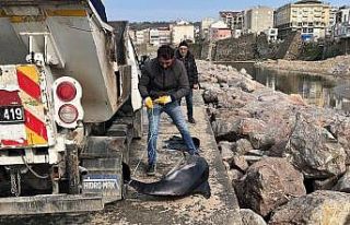 Sinop’ta ölü yunuslar kıyıya vurdu