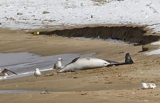 Sinop’taki yunusların ölüm sebebi ‘boğulma’