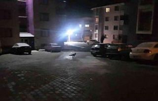 Site içerisinde yiyecek arayan tilkiyi elleriyle...