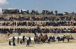 Soğuğa rağmen deve güreşleri nefes kesti