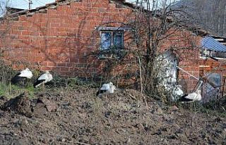 Soğuktan etkilenen leyleklere belediye ve veteriner...