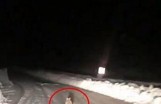 Taksicinin yoldan çıkmayan tilki takibi gülümsetti