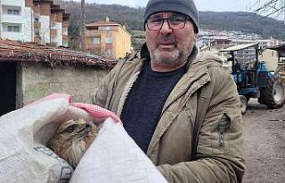 Tavuklarının yanında bulduğu yaralı şahini ekiplere...