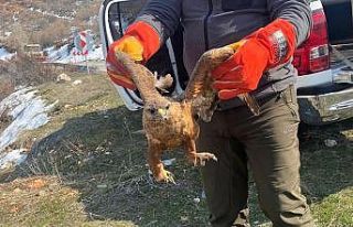 Tedavisi tamamlanan kızıl şahin doğaya bırakıldı