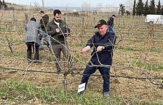 Tekirdağ’da bağ budama yarışması