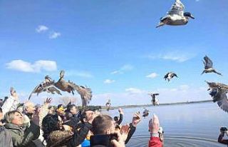 Tekirdağ’da bin adet yaban ördeği suya bırakıldı