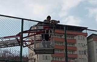 Tel örgülerde mahsur kalan kedi için seferberlik