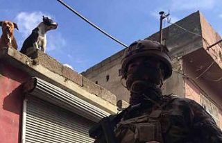 Torbacının pitbullarına polis el koydu