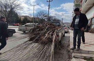 Tosya’da çiftçiye yüzde 50 hibeli fidan dağıtıldı