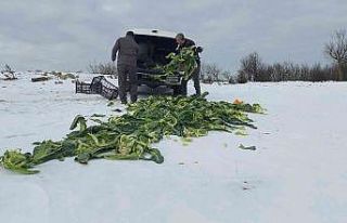 Trakya’da yaban hayatına 22 ton yem bırakıldı
