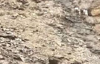 Tunceli’de çengel boynuzlu dağ keçileri görüntülendi