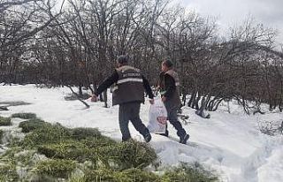 Tunceli’de yaban hayvanları için doğaya yem bırakıldı