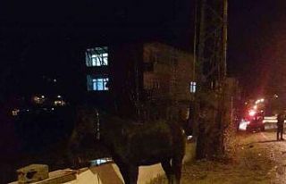 Türkeli’de ticari taksi, yola fırlayan başıboş...