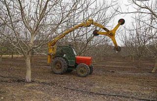Türkiye’nin en büyük ceviz bahçesinde ilk defa...