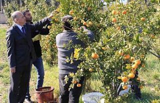 Turunçgilde sezonu uzatacak mandalina çeşidi geliştirildi,...