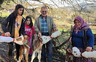 Üçüz doğan buzağılarına bebek gibi bakıyorlar