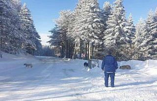 Uludağ’da aç kalan köpeklere jandarma şefkati