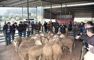 Üreticiye damızlık koç desteği