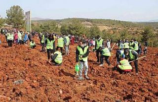 Uşak’ta yüzlerce öğrenci 3 bin 250 sedir fidanını...