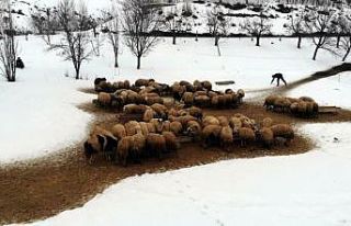 Uzayan kış günlerinde besicilerin zorlu kuzu mesaisi...