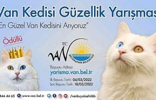 Van kedisi güzellik yarışması