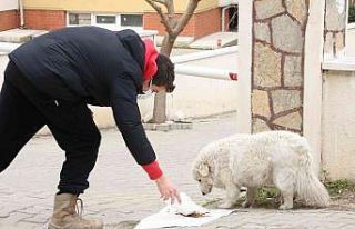 Vicdansızlar bunu da yaptı: Sokak hayvanlarının...