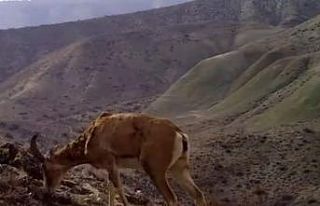 Yaban hayvanlarının görüntüsü sosyal medyada...